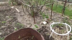 Посадка саженцев груши и жимолости на участке с высоким уровнем грунтовых вод.