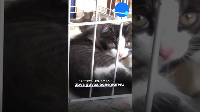 Очень страшно смотреть на таких животных... Надеюсь все таки в ведут такой закон... смотреть онлайн