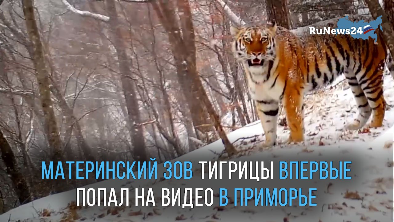 Материнский зов тигрицы впервые попал на видео в Приморье - смотреть видео онлайн от «RuNews24» в хорошем качестве, опубликованное 3 февраля 2023 года в 12:07:24.
