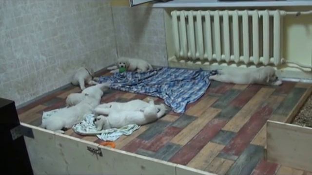 Елань Моя Сударыня х Риэра Цертеро Сальвадор щенки