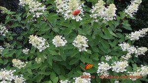 Гортензия метельчатая Юник (hydrangea paniculata unique) ? обзор: как сажать, саженцы гортензии Юни