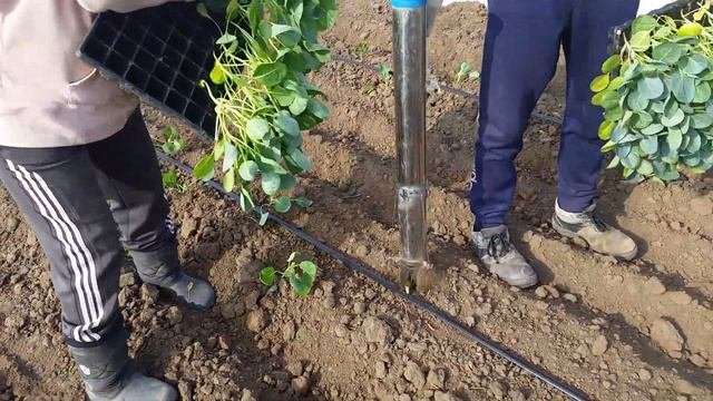 Посадка ранней капусты. #овощи #cabbage #семенаовощей #капуста