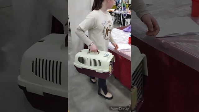 Хорьки. Выставка. Санкт-Петербург. смотреть онлайн