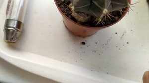 gymnocalycium mihanovichii (мой первый кактус)