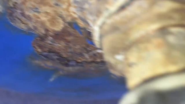 Мелкий ремонт! Лопнул шланг! Шипит кран! смотреть онлайн