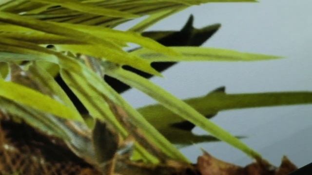 О производстве Verol. смотреть онлайн