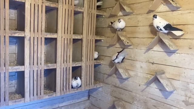 Начинаем «спаровку» племенных голубей. Мартыны Коткова А.П.