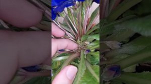 выращивание примулы бесстебельной дома