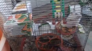 Охлаждаем хомячков. Хомякам жарко. Часть 1. Спасаем хомячков от жары.