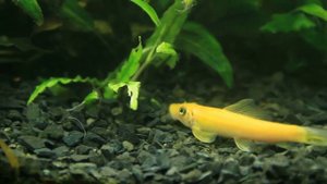 Будни аквариумиста. Ошибки и их результат.