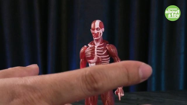 รีวิวของเล่น ร่างกายมนุษย์หลอนๆ [Figma Human Anatomical Models] смотреть онлайн