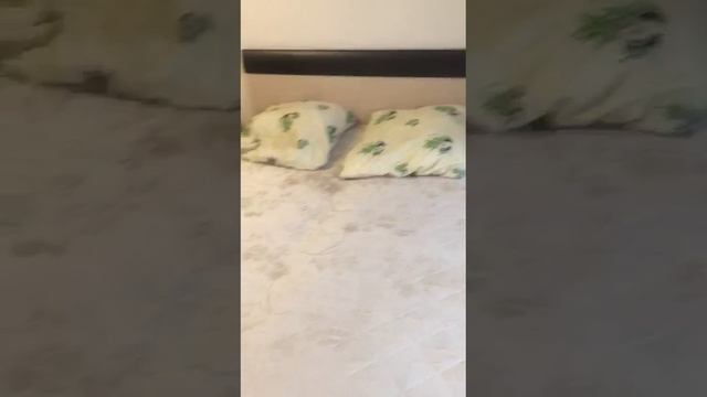 Срочно сдаётся 1 комнатная квартира ул.Аллейная 8,г.Калуга. смотреть онлайн