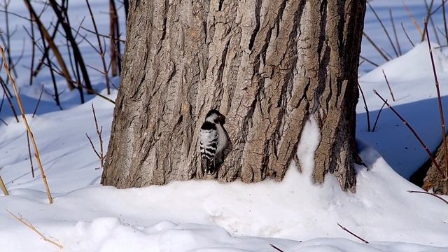 Малый пестрый дятел (Lesser spotted woodpecker) смотреть онлайн