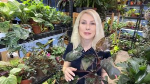 Филодендрон Пинк Принцесс Philodendron Pink Princess