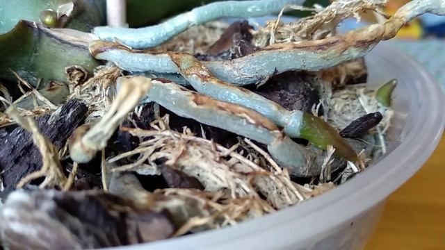 СТАВЬТЕ орхидеи В ЭТО! корни ПРОРАСТУТ! цветонос ПРОСНЕТСЯ! орхидеи ТРОНУТСЯ В РОСТ! смотреть онлайн