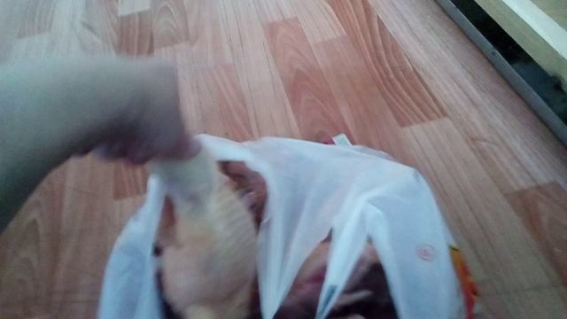Бройлеры в квартире. Эксперимент продолжается. Вес тушки бройлера в 46 дней.