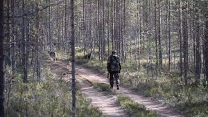 Охота  в Карелии на глухаря. CrabRibalka