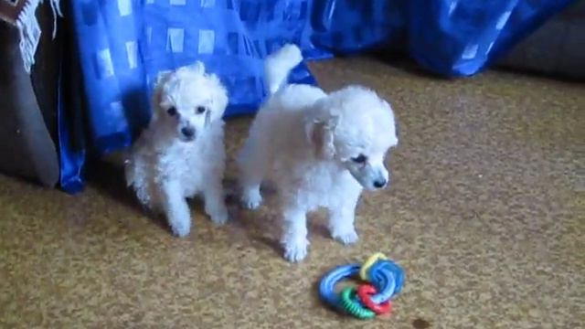 ПУДЕЛЯТА ИЗ САН ТРИНИТИpomet (m).avi смотреть онлайн