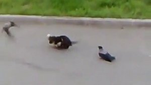Драка котов и ворон