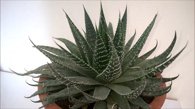 Aloe Aristata смотреть онлайн