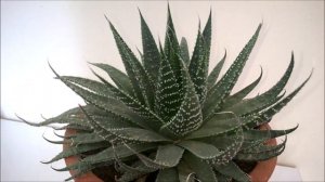 Aloe Aristata
