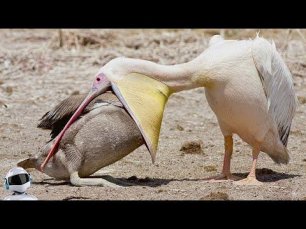 Хищные Птицы в Деле / Редкие Сражения Птиц, Снятые на Камеру