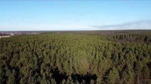 Брянский лес осенью