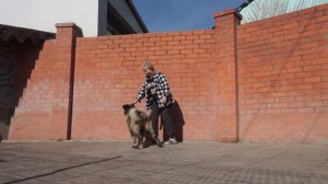 Щенок кавказская овчарка, девочка 4,5 месяца. www.r-risk.ru +79262205603 ТАТЬЯНА ЯГОДКИНА