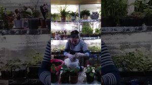 Пеларгония выращенная из семян. Посеянная в сентябре.