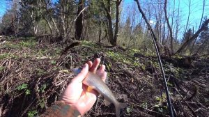 Хариус весной на поплавок. Рыбалка в Ленинградской области. 2020.