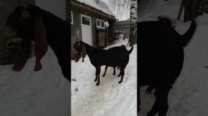 Восточные козы породы Камори