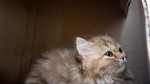 Маленький котенок плачет и зовет маму Первый день в новом доме Gerdakitten-재미있는 고양이