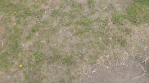 Глухое Новосибирск 18.05.22 зарыбление личинкой сазана