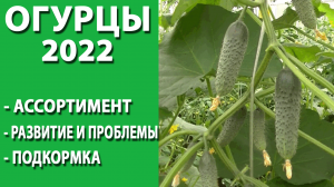 Огурец. Развитие в теплице на 24 июня 2022. Ассортимент, развитие и проблемы, подкормка калием.