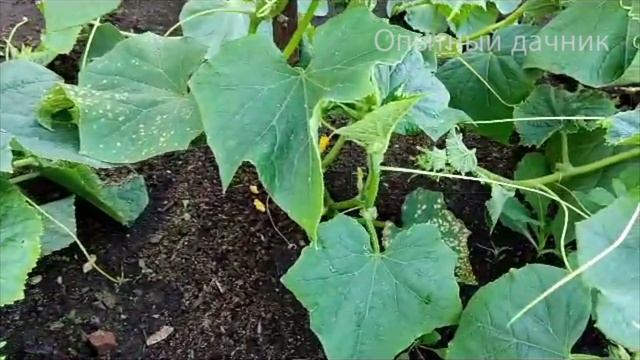 ОГУРЦЫ БУДУТ КРЕПКИЕ! Мигом пойдут в рост и не заболеют! Натуральная подкормка для огурцов смотреть онлайн