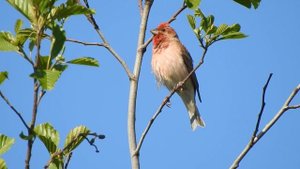 Это птица - Чечевица: "Витю видел...Витю видел?"