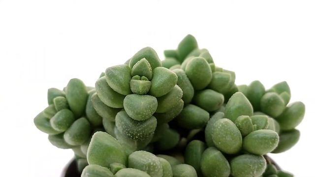 Crassula elegans смотреть онлайн