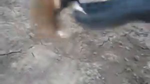 Боевой Хомяк! В первый раз такое вижу!