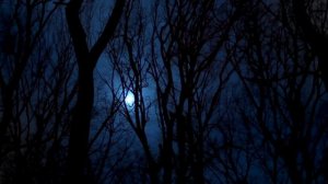 Ночные сверчки / 
Night crickets | Звуки релакса / Relax Sounds