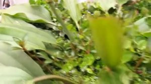 Эхинодорус амазонский