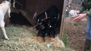 Divine’s ‘22 Delivery! Guess How Many?? 🤭🐐 || Amazing Kiko Goat Birth