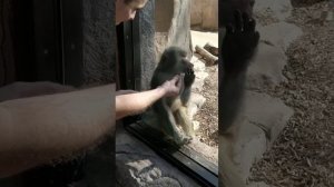 Самые смешные реакции обезьян на фокусы