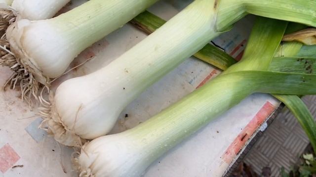 ЗАКРУГЛИЛИСЬ // закрытие сезона, конец октября смотреть онлайн