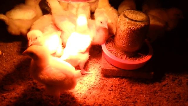 Выращивание бройлеров. Вес цыплят в 10 дней. смотреть онлайн