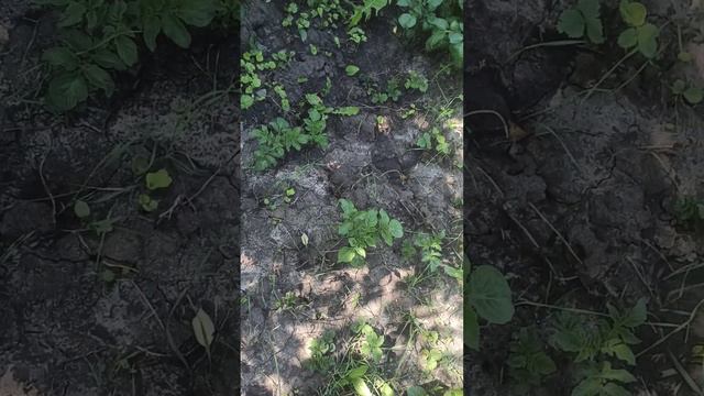 Собираем урожай клубники ❤️😍в этом году много 😁#днепр #украина #клубника смотреть онлайн