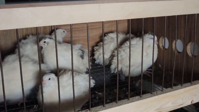 Своя перепелиная ферма