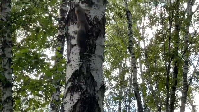 Белки в парке на ЧМЗ (Squirrels in the park at ChMZ) смотреть онлайн