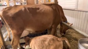 У Джерси фиолетовый язык! Что это значит? Породистая или беспородная Джерси? ???