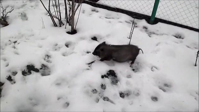 ЖИЗНЬ И РОСТ ВЬЕТНАМСКОЙ СВИНКИ серия 7 (Становер "супер результат") смотреть онлайн