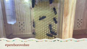 Разведение и содержание пчелиных маток #pereborovobee #пчеловодство #карпатка #матковод